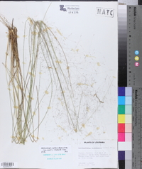 Muhlenbergia capillaris image