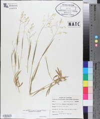 Panicum laxiflorum image