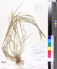 Eriochloa contracta image