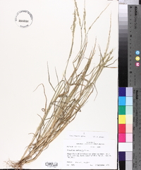 Eriochloa contracta image