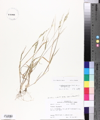 Eriochloa acuminata image