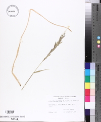 Eriochloa punctata image