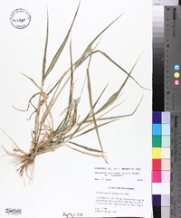 Eriochloa acuminata image