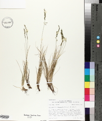 Festuca brachyphylla image