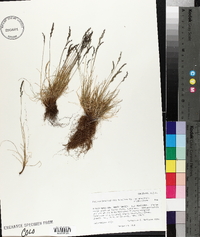 Festuca brachyphylla subsp. coloradensis image