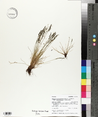 Festuca brachyphylla subsp. coloradensis image