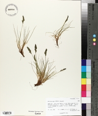 Festuca baffinensis image