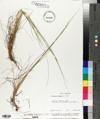 Deschampsia flexuosa image