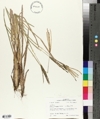 Eustachys petraea image