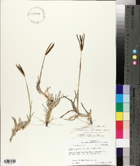 Eustachys petraea image