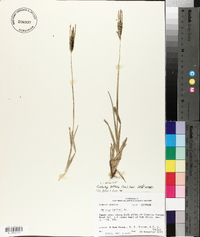 Eustachys petraea image