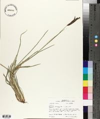 Eustachys petraea image