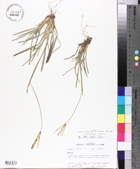 Eustachys petraea image