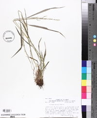 Festuca obtusa image