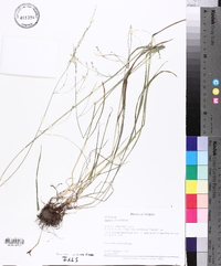 Festuca obtusa image