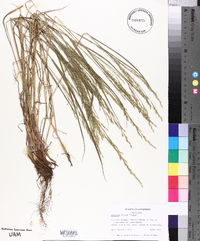 Festuca obtusa image