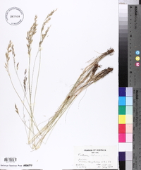 Festuca idahoensis image