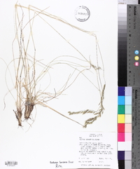 Festuca idahoensis image