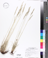 Festuca saximontana var. saximontana image