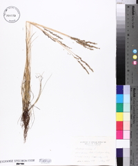 Festuca ovina image