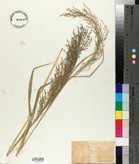 Glyceria septentrionalis image