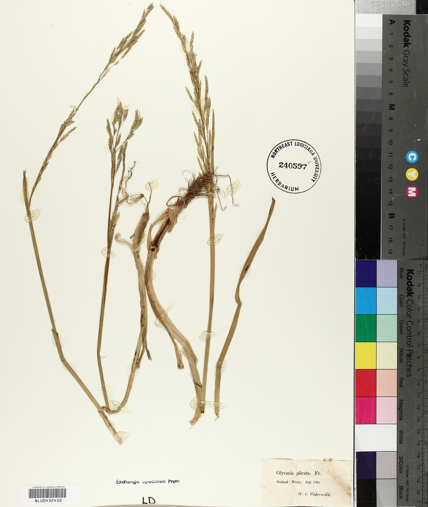 Glyceria notata image
