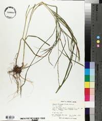 Glyceria melicaria image