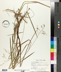 Glyceria canadensis image