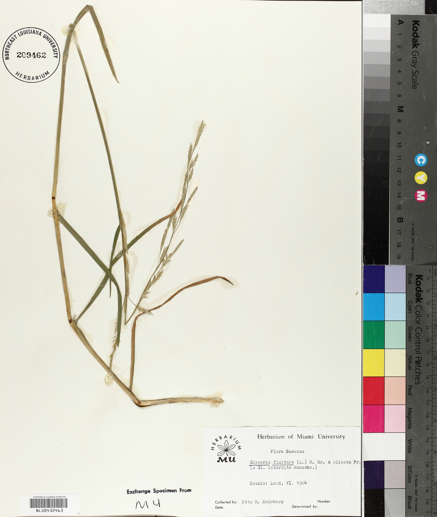 Glyceria fluitans image
