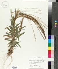 Gymnopogon ambiguus image