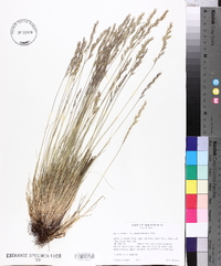 Festuca idahoensis image