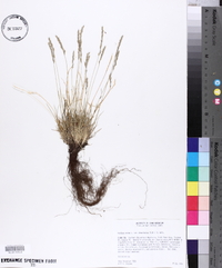 Festuca brachyphylla image