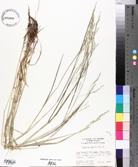 Festuca obtusa image