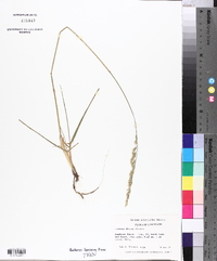 Festuca obtusa image