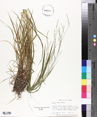 Festuca obtusa image