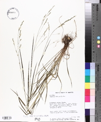 Festuca obtusa image