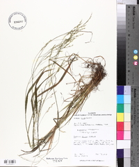 Festuca obtusa image