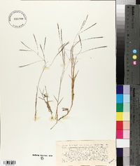 Gymnopogon spicatus image