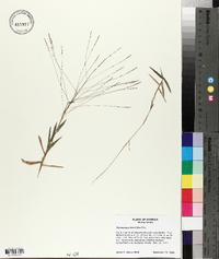 Gymnopogon brevifolius image