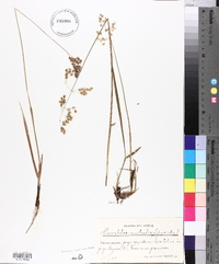 Hierochloe australis image