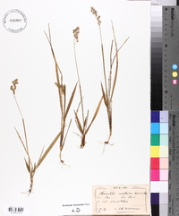 Hierochloe australis image