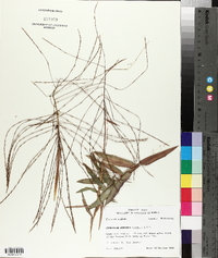 Gymnopogon ambiguus image