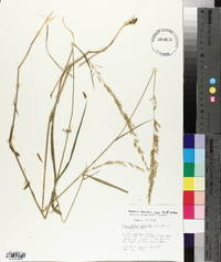 Anthoxanthum nitens image