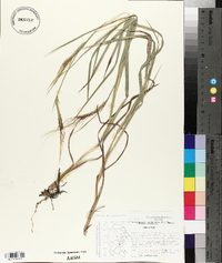 Heteropogon contortus image