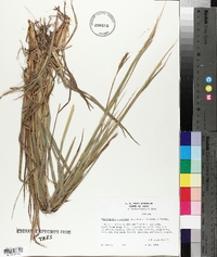 Heteropogon contortus image