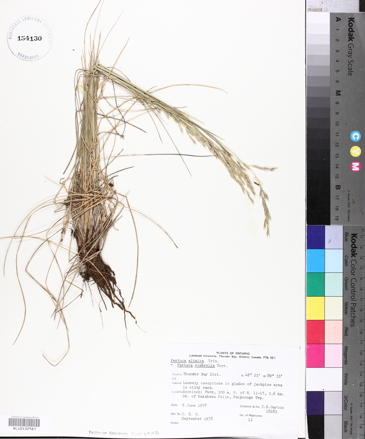 Festuca alaica image