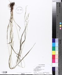 Festuca subverticillata image