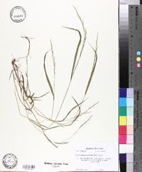 Festuca subverticillata image