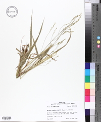 Festuca subverticillata image