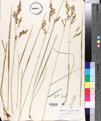 Festuca shortii image